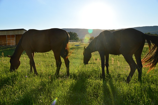 Moderne Wohnanlage mit Glasfassade und Palmen bei Sonnenuntergang